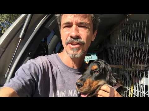 car-sick-dogs,-how-to-make-not-sick