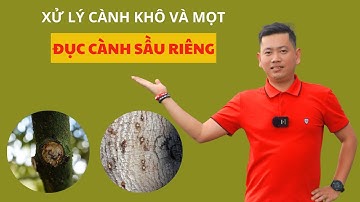 Xử Lý Cành  Khô Và Mọt Đục Cành Sầu Riêng | Nông Nghiệp Tây Nguyên TKA