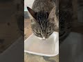 نصيحة روبي ليكم اشربوا مية واهتموا بصحتكم Cat اهميه Water Drink Love Usamaedward 