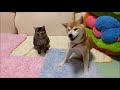 柴犬いちご（16歳3ヶ月）お散歩＆きじとら猫のきららとお昼寝