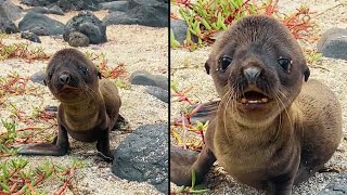 This Sea Lion Is So Sweet ❤️