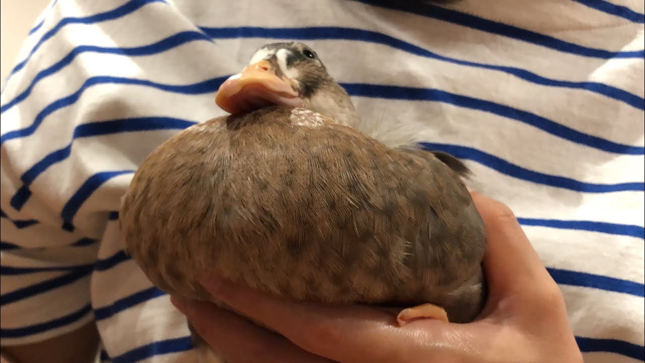 チョコぷるちゃん。(コールダック）