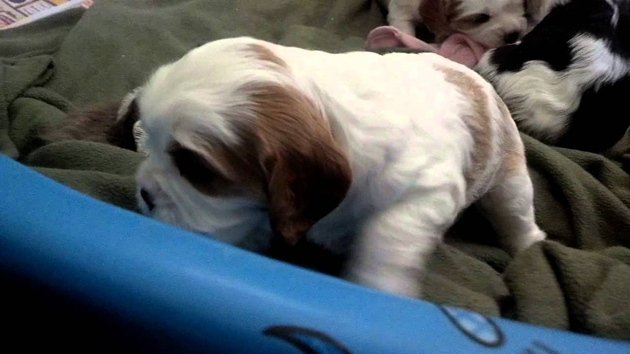 Cavalier King Charles Puppies - YouTube