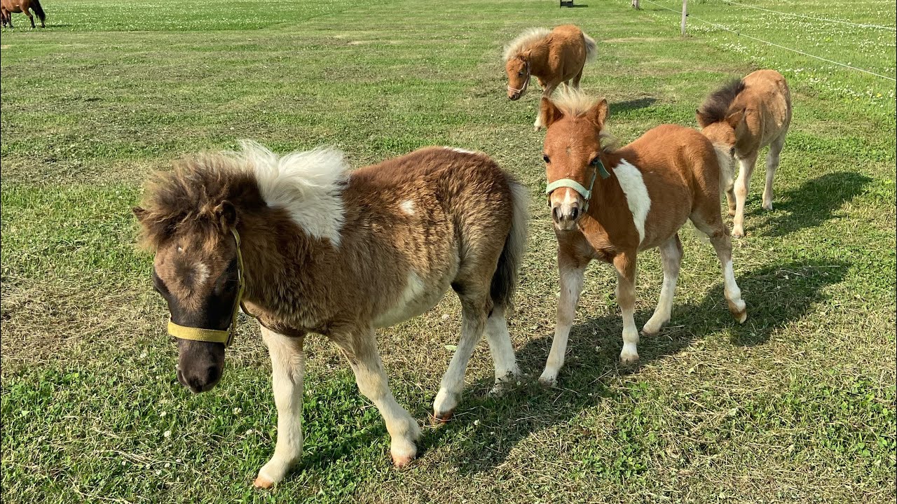 【新品未開封】monmimi horse and  80 馬　baby Each one has a different personality! Miniature horse babies - YouTube