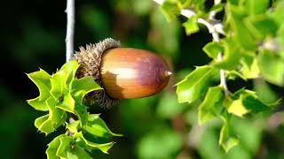 Holm oak
