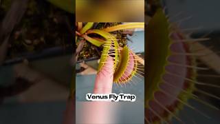 Venus Fly Trap #shorts