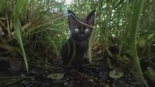 子猫の黒猫がやってきた