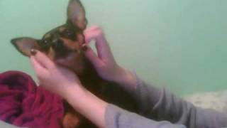 Min Pin gets a face massage