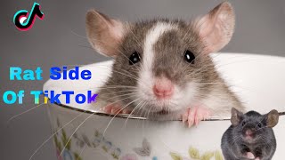 Rat Side Of TikTok