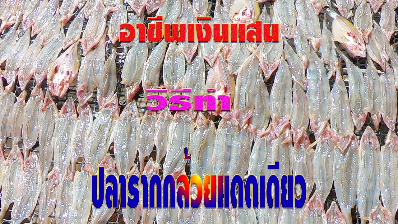 EP.72 วิธีทำปลารากกล้วยแดดเดียว สร้างรายได้หลักแสน อย่ามองข้าม