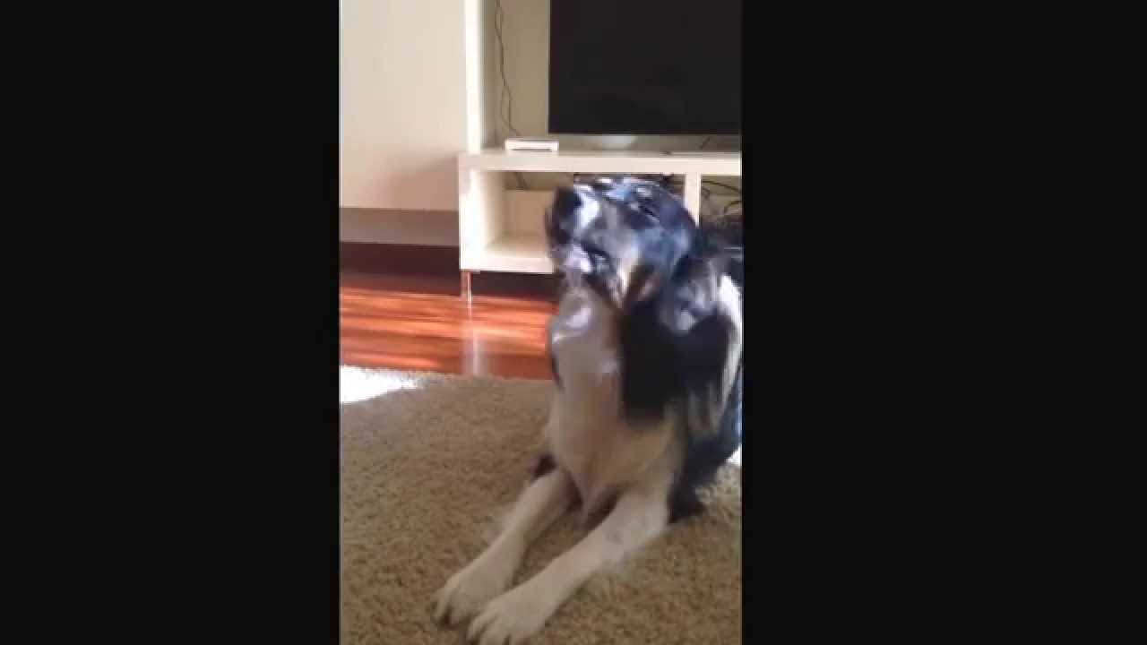 Cane che ulula. Pastore australiano YouTube