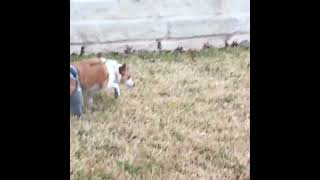 Our Dog Goes Potty w The Lick Sleeve by Lick Sleeve 287 views 4 months ago 41 seconds