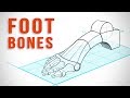 How to Draw Feet with Structure - Foot Bone Anatomy