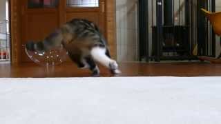 (Super slow ver.) 遊ぶねこ。-Maru is playing.-  