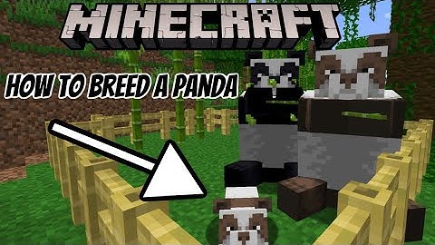 How to Breed Pandas (including brown pandas)