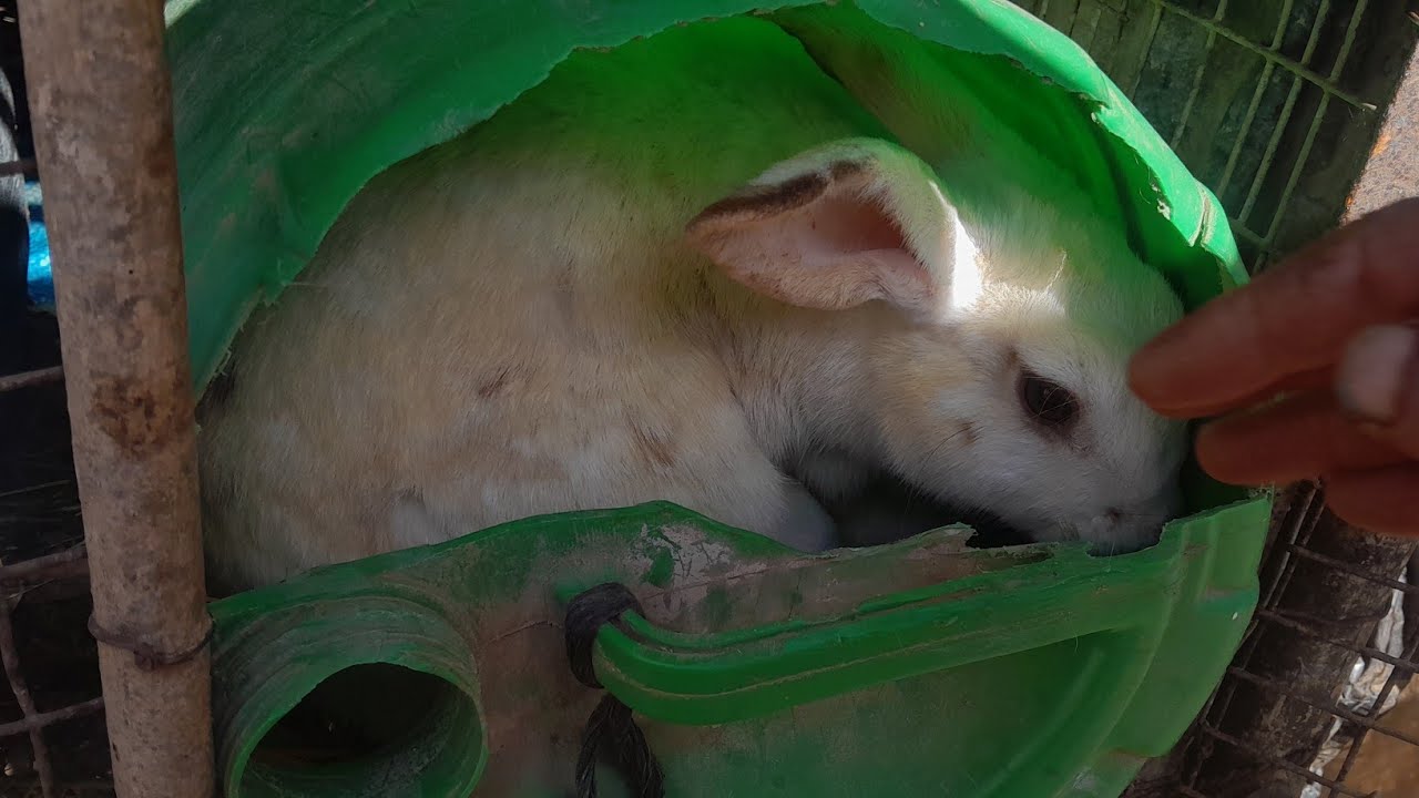 أهم النصائح الذهبية لقنيا كل ما تحتاج تعرفه