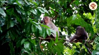 Baby Daniela , Dolly , Danna , Polino ..... Play Together on the tree,fulll 12 minutes,Cute Monkeys