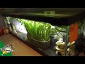 Fahaka Puffer Fish Room Tour - Aquarium Co-Op