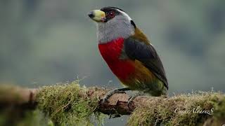 Birder -Tucán Barbudo - Balcón Tumpiki . Pichicnha Ecuador