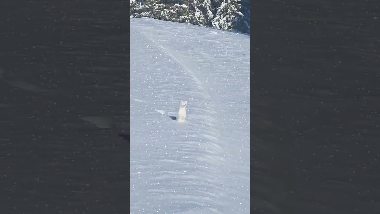 White and small ermine 