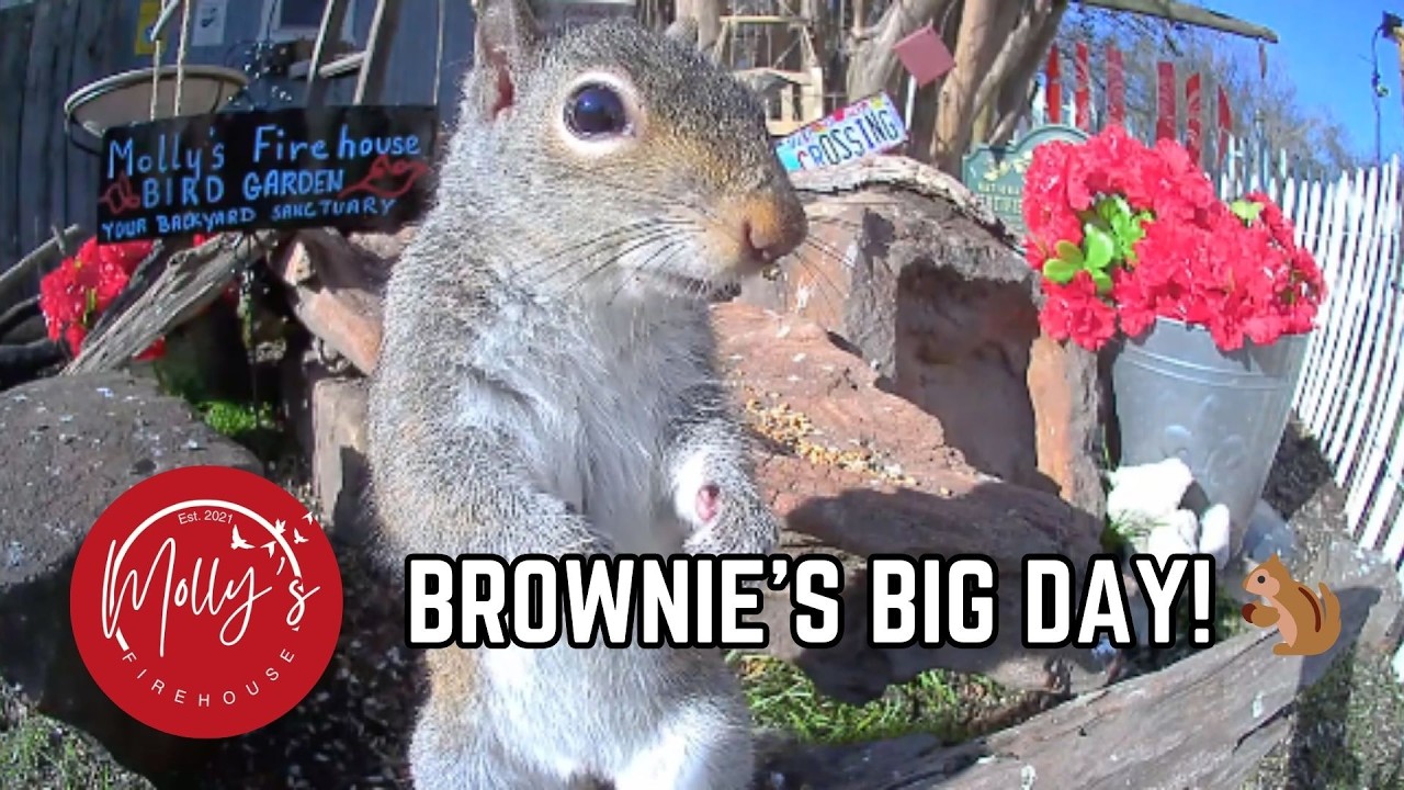 Brownie’s Big Day: 56 Minutes of Non-Stop Squirrel Antics! 🐿️🥜