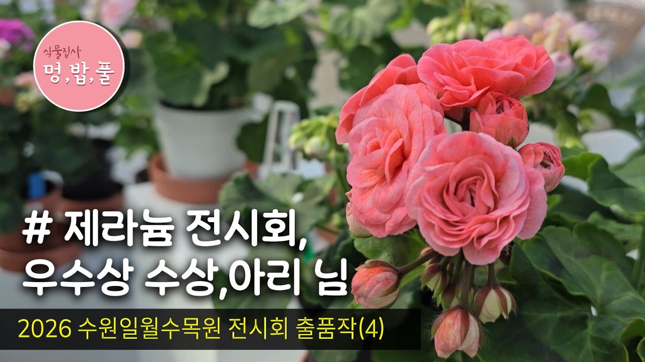 제라늄,수원일월수목원전시회(4) _#아리 님 출품작 #멍밥풀 #geranium #pelargonium #멍밥풀제라늄