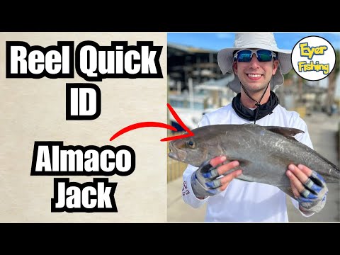 How Many Types Of Jack Fish Are There