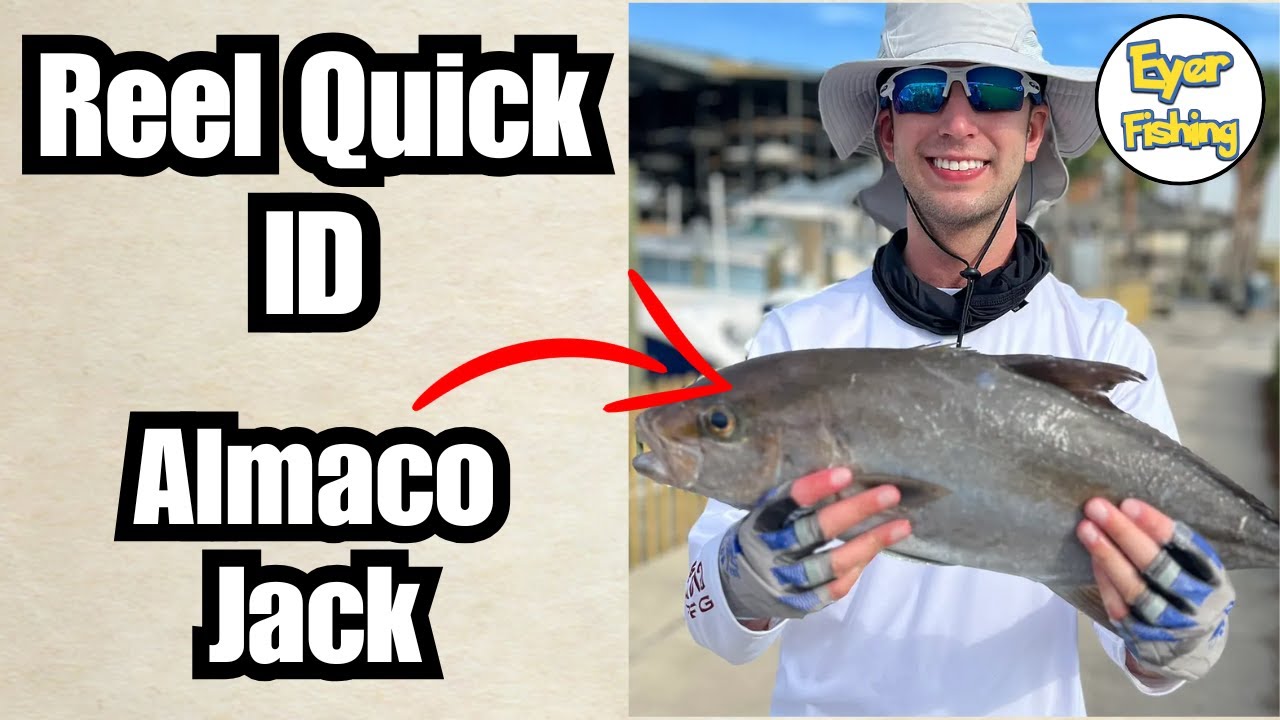 How to Identify Almaco Jack (Seriola rivoliana) | Saltwater Fish ID