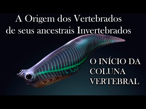 Vídeo: Um réptil tem espinha dorsal?