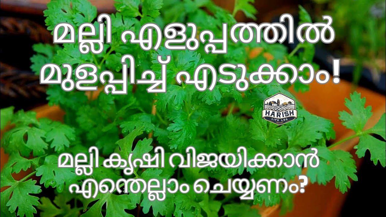Coriander Leaves Farming മല്ലിയില കൃഷി എളുപ്പത്തിൽ ചെയ്യാം Easy