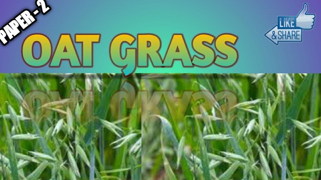 (C.S - 2 UNIT - 5) OAT GRASS | FODDER CROP