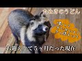 【保護たぬき】お迎えから5ヶ月たった保護たぬきの今は【うどん】