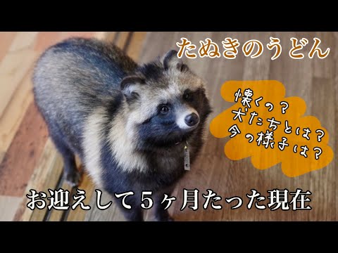 【保護たぬき】お迎えから５ヶ月たった保護たぬきの今は【うどん】