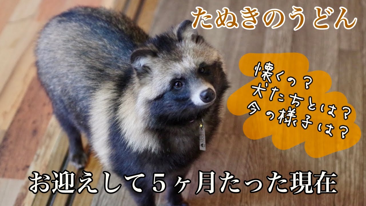 保護たぬき】お迎えから5ヶ月たった保護たぬきの今は【うどん】 - YouTube