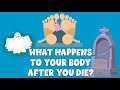 What happens to your body after you die  the stages of human decomposition  for kids