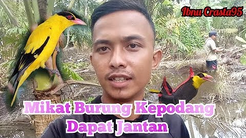 Cara Mikat Burung Kepodang Jitu