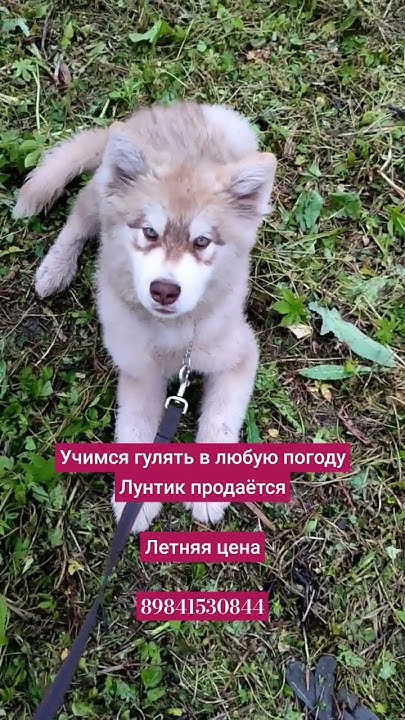 Аляскинский маламут щенок продается 89841530844 #аляскинскиймаламут # ...