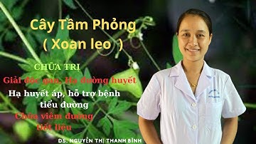 CÂY TẦM PHỎNG – CÂY XOAN LEO DƯỢC LIỆU THẦN KỲ TRONG ĐÔNG Y.