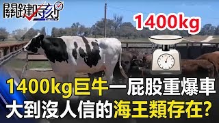 「牠們」大到沒人信！1400kg巨牛一屁股「重爆」車…海王類真實存在？ 關鍵時刻20190723-3 劉燦榮