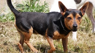 Nano Jack, kleiner Hund mit großem Charakter, sucht sein Glück