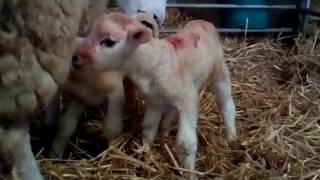 Baby lambs sucking momma s milk MAL BER LAMBS ON THE FARM OOHH