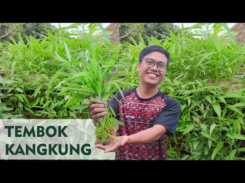 Video: Berkebun Dan Mempercantik Vertikal