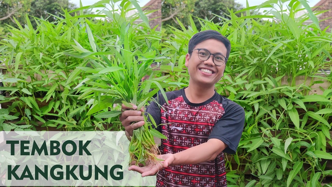 Cara Menanam Tembok Kangkung Vertikultur | Vertical Garden Minimalis