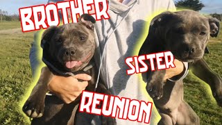 When our staffy reunited with her brother