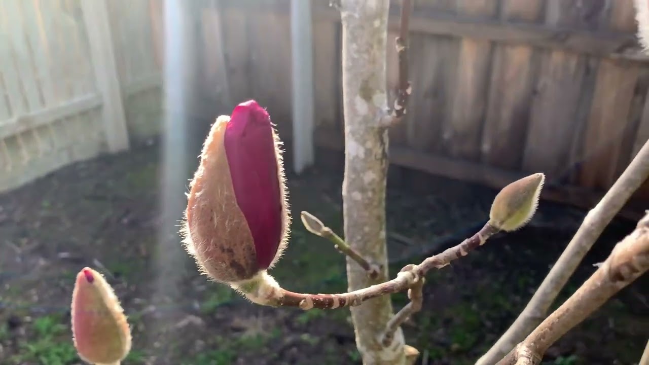 Vulcan Magnolia Traralgon Australia August 2022