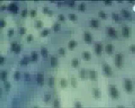 Maya - YouTube