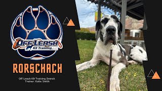 2yo Great Dane “Rory” l Dog Reactivity Transformation l Trainer Katie Smith by Team JW Enterprises 31 views 3 weeks ago 11 minutes