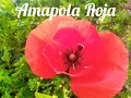 Amapola roja y su Elixir floral