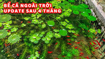 UPDATE HỒ CÁ NGOÀI TRỜI SAU 4 THÁNG - CHIA SẼ KINH NGHIỆM CÁCH LÀM HỒ CÁ NGOÀI TRỜI NƯỚC TRONG