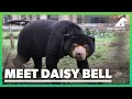 Meet Daisy Bell the bear who was too scared to step on grass
